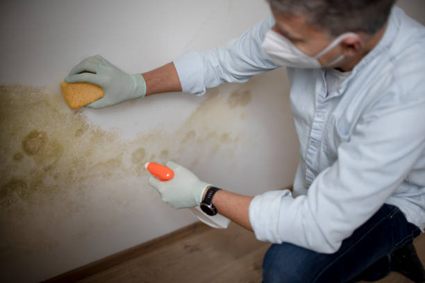 Best Mold Damage Repair  in Pageland, SC