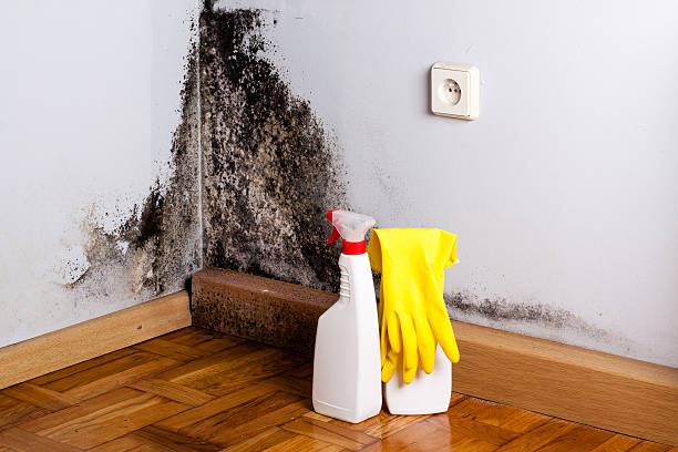 Best Crawl Space Mold Removal  in Pageland, SC