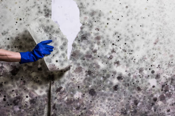 Best Attic Mold Removal  in Pageland, SC