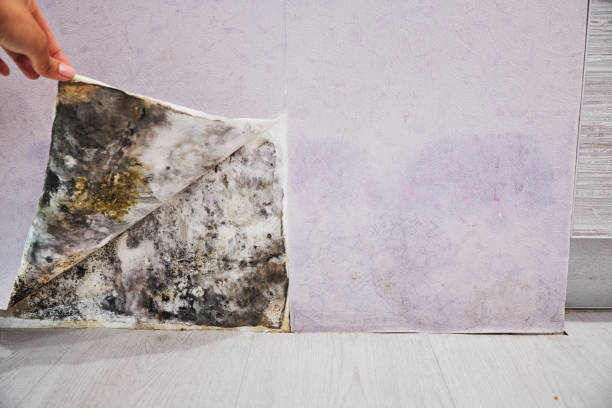 Best Professional Mold Removal  in Pageland, SC